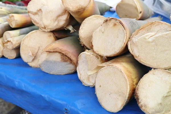 Pousse de bambou au marché — Photo