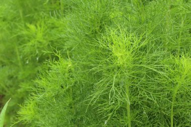 Tropikal yeşil yaprakları