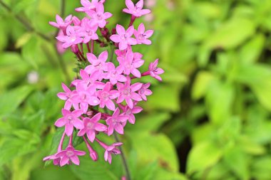 Tropikal bölgelerde pembe çiçekler