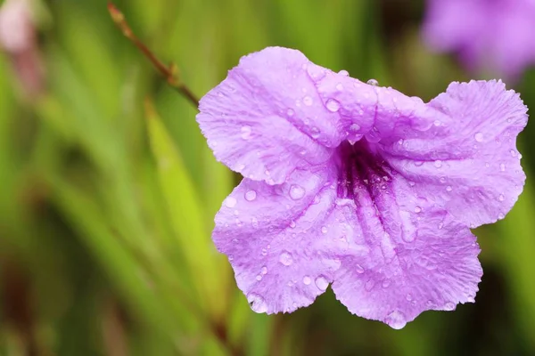 Fleurs violettes dans les tropiques — Photo