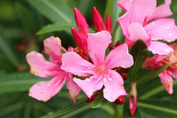 Roze bloemen in de tropische — Stockfoto