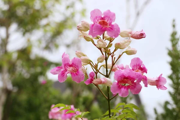 熱帯のピンクの花 — ストック写真
