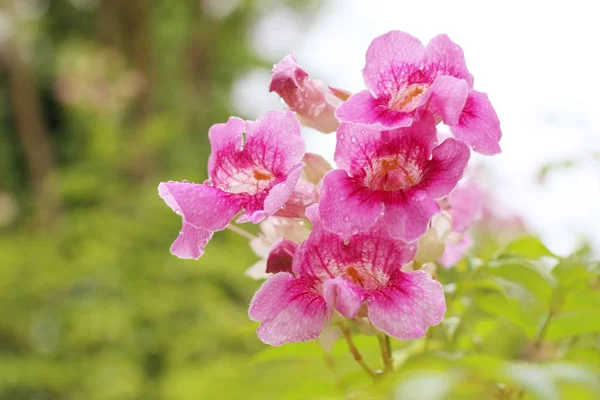 热带的粉红色花朵 — 图库照片