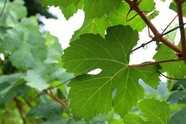 Виноградные листья в винограднике — стоковое фото