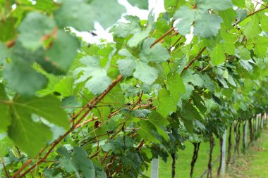 Üzüm bağında üzüm yaprakları
