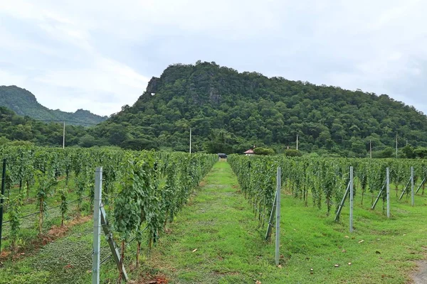 Strada nel vigneto — Foto Stock