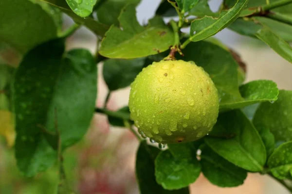 Zitronenbaum in den Tropen — Stockfoto