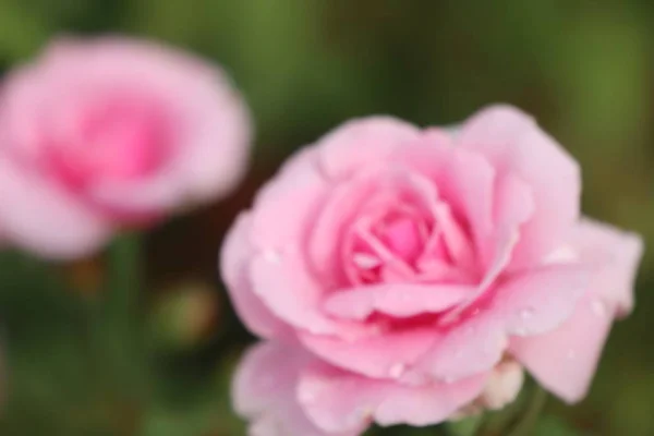 Hermosa rosa en el tropical —  Fotos de Stock