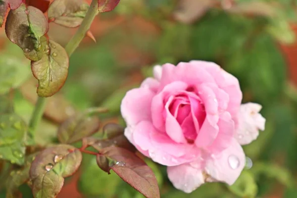 Schöne Rose in den Tropen — Stockfoto