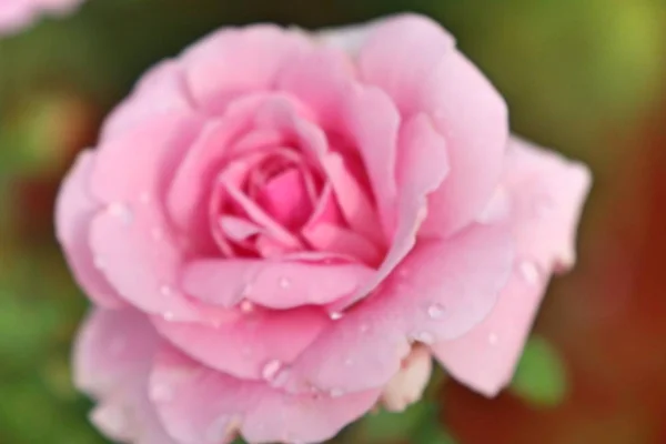 Schöne Rose in den Tropen — Stockfoto