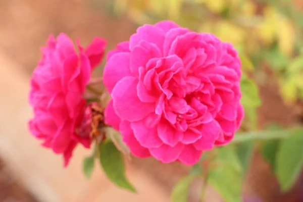 Krásná růže v tropickém — Stock fotografie
