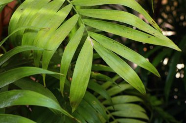 Tropikal yeşil yaprakları