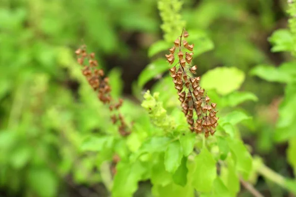 自然界中的罗勒植物 — 图库照片