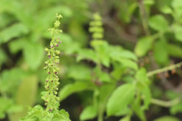 Planta de albahaca en la naturaleza — Foto de Stock