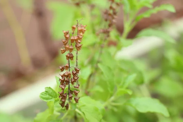 自然界中的罗勒植物 — 图库照片