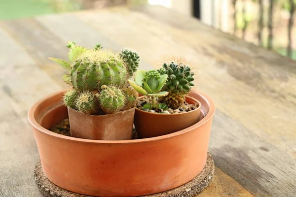 Beau petit cactus pour la décoration — Photo