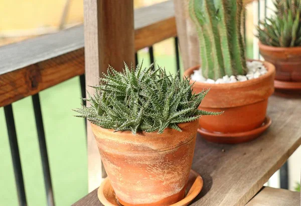 Bellissimo piccolo cactus per la decorazione — Foto Stock