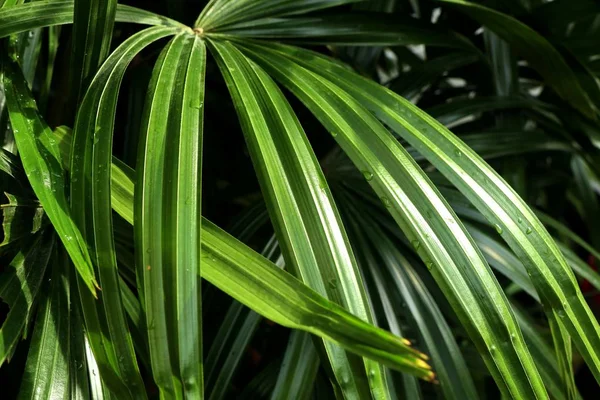 Zöld levelek a trópusi — Stock Fotó