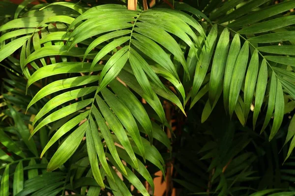 Zöld levelek a trópusi — Stock Fotó
