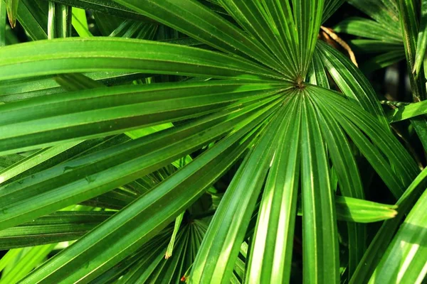 Groene bladeren in de tropische — Stockfoto