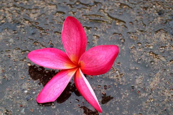 Rosa plumeria blommor på marken — Stockfoto