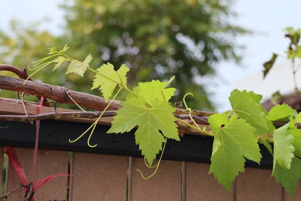 Liście winogron w naturze — Zdjęcie stockowe