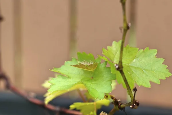 Hojas de uva en la naturaleza —  Fotos de Stock