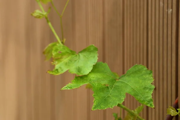 Grape leaves in the nature — Stock Photo, Image