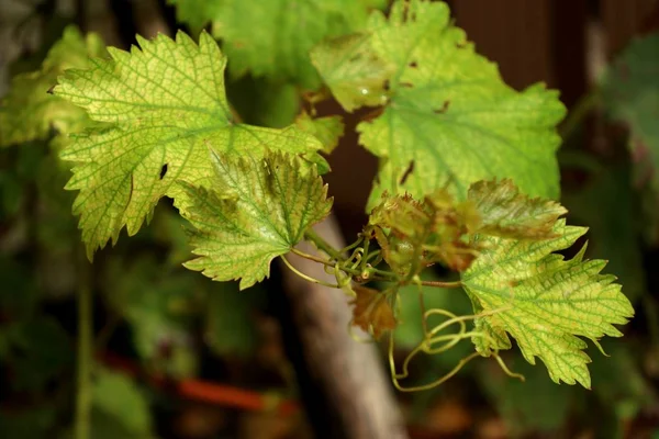 Grape leaves in the nature — Stock Photo, Image