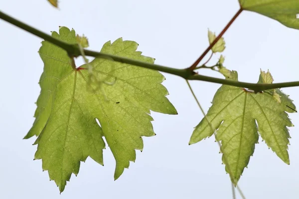 Liście winogron w naturze — Zdjęcie stockowe