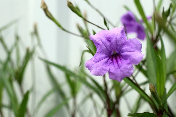 Фиолетовые цветы в тропиках — стоковое фото