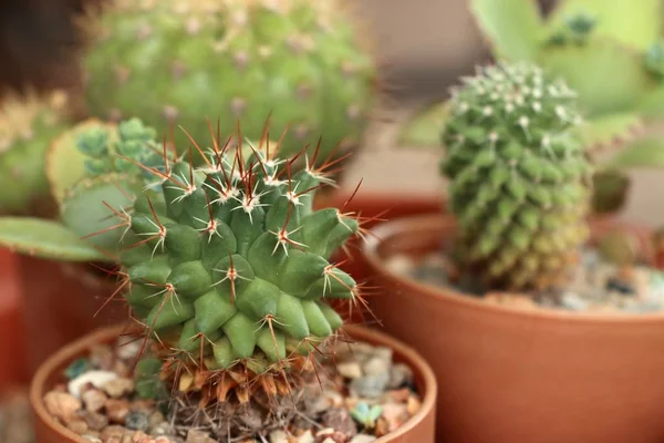 Beau petit cactus pour la décoration — Photo