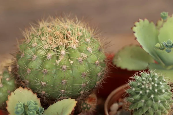 Beautiful small cactus for decoration — Stock Photo, Image