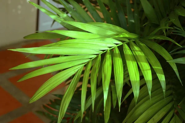 Grüne Blätter in den Tropen lizenzfreie Stockfotos
