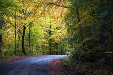 sonbaharda ormanda yol