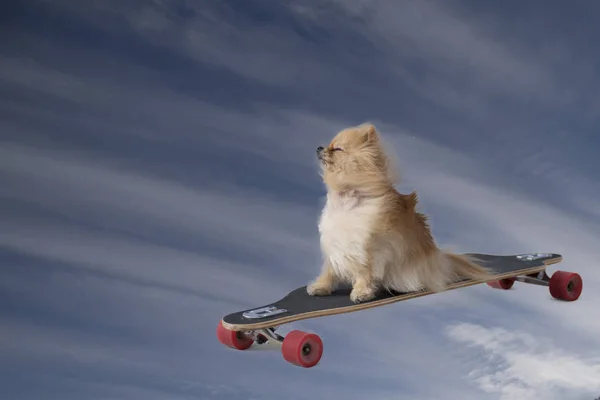köpek olarak gökyüzüne uçan skate
