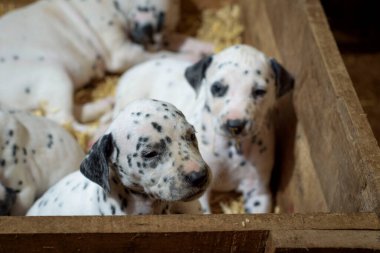 Dalmaçyalı yavru köpekler, arka planda samanla birlikte tahta bir sandıkta kardeşleriyle oynuyorlar.