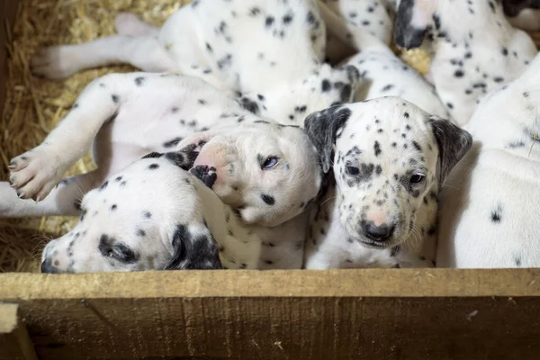 Dálmata Cachorros Brincando Com Seus Irmãos Uma Caixa Madeira Com — Fotografia de Stock