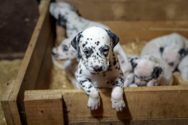 Dálmata Cachorros Brincando Com Seus Irmãos Uma Caixa Madeira Com — Fotografia de Stock