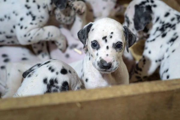 Dálmata Cachorros Brincando Com Seus Irmãos Uma Caixa Madeira Com — Fotografia de Stock