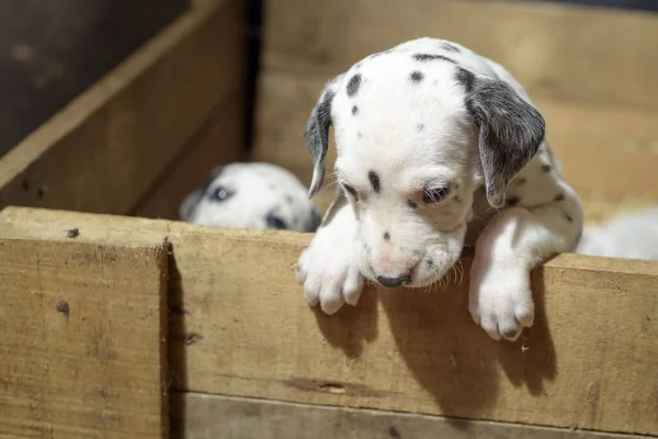 Dálmata Cachorros Brincando Com Seus Irmãos Uma Caixa Madeira Com — Fotografia de Stock