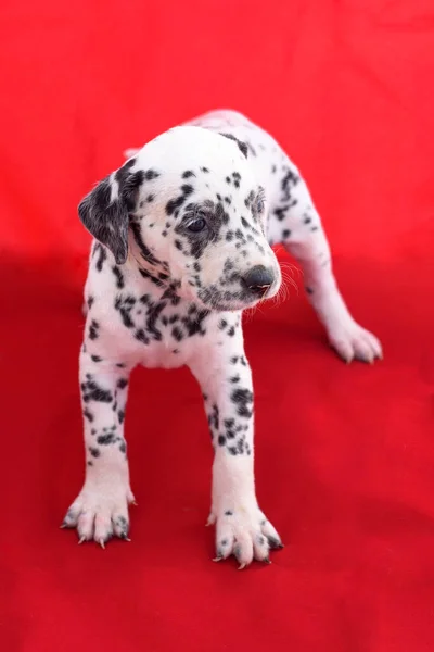 Cachorros Dálmatas Fundo Vermelho Animal Precioso — Fotografia de Stock