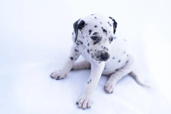 Cão Raça Dálmata Fundo Branco Animal Precioso — Fotografia de Stock