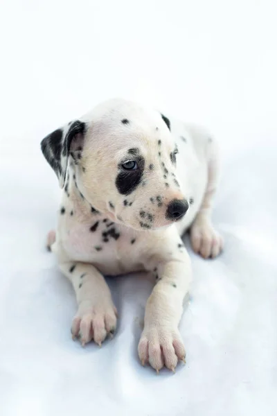 Dalmatian Breed Puppy Dog White Background Precious Animal — Stock Photo, Image