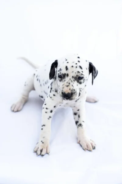 Cão Raça Dálmata Fundo Branco Animal Precioso — Fotografia de Stock