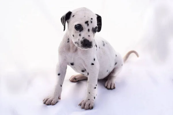 Beyaz arka planda Dalmaçyalı yavru köpek. Kıymetli hayvan..