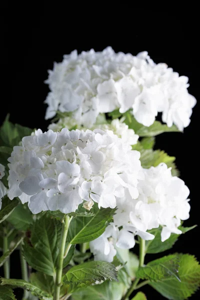 Bílé Hortenzie Květu Černém Pozadí — Stock fotografie
