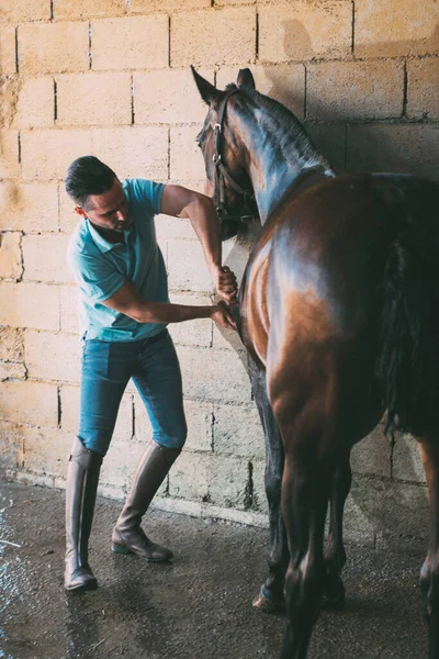 Lavar Cavalo Com Água Uma Mangueira Para Preparar Para Montar — Fotografia de Stock