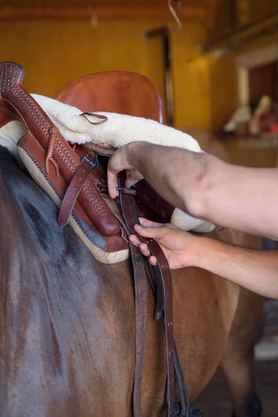 馬にサドルストラップを調整する人 乗馬作業 — ストック写真