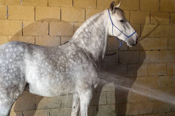 Myje Koně Vodou Hadice Aby Připravil Jízdu Jízda Koni — Stock fotografie